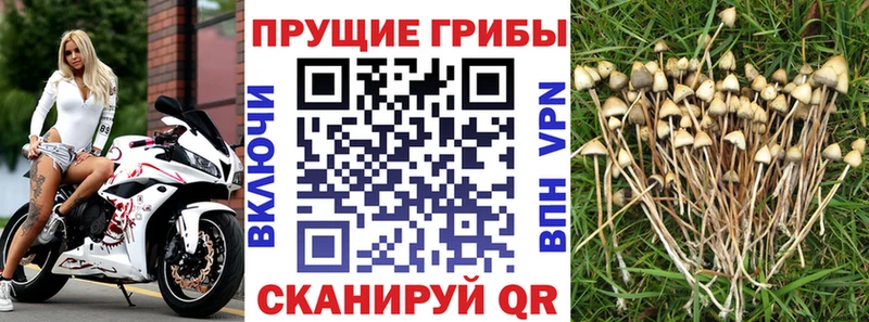 сайты даркнета телеграм  Балашиха  Галлюциногенные грибы Psilocybe 